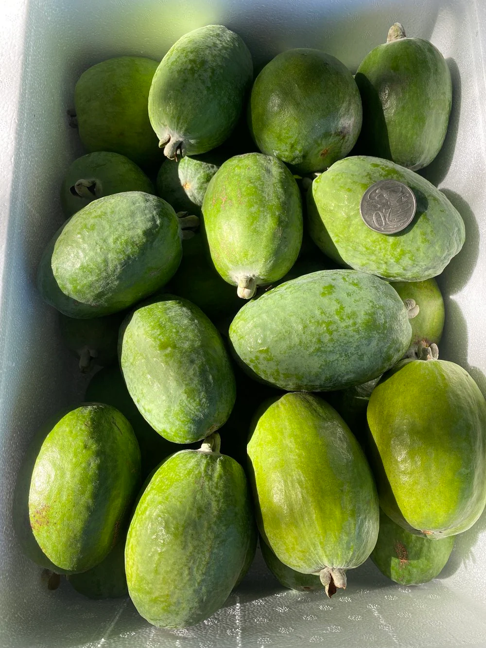 Feijoa: jodo šaltinis ir jautrumas temperatūrai